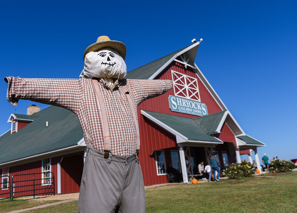 A scarecrow stands